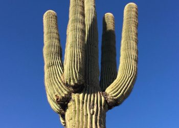 “Upgrade Your Life: Must-Have Electronics for Modern Living”