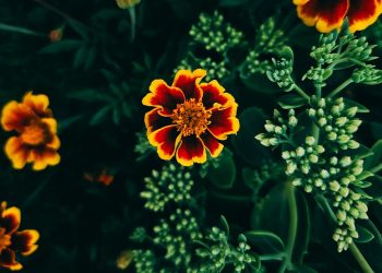 “Playlist Perfection: Curate Your Ultimate Music Collection”