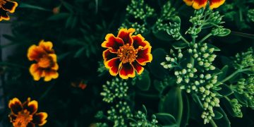 “Playlist Perfection: Curate Your Ultimate Music Collection”