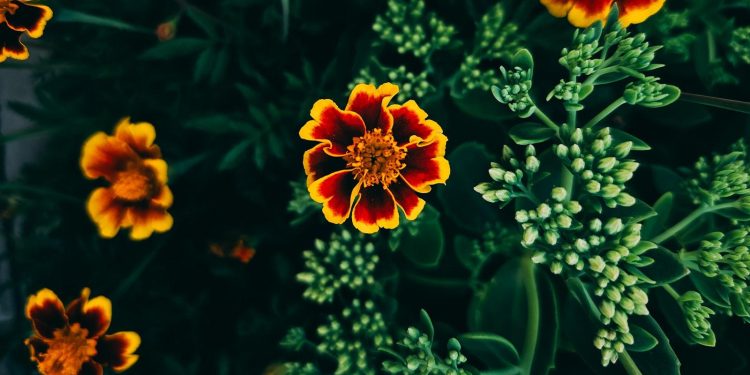 “Playlist Perfection: Curate Your Ultimate Music Collection”