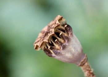 “Capsule Wardrobe: Essentials for Minimalist Fashion”