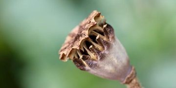 “Capsule Wardrobe: Essentials for Minimalist Fashion”