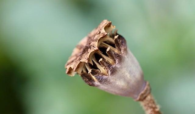 “Capsule Wardrobe: Essentials for Minimalist Fashion”