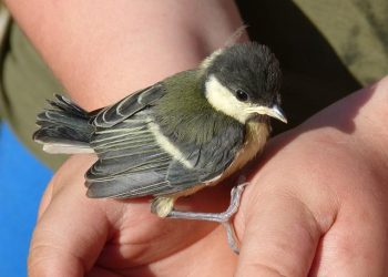 “How to Protect Your Privacy Online: Essential Tips”