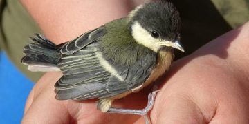 “How to Protect Your Privacy Online: Essential Tips”